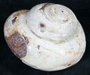 Giant Fossil Snail (Pleurotomaria) - Madagascar #9542-1